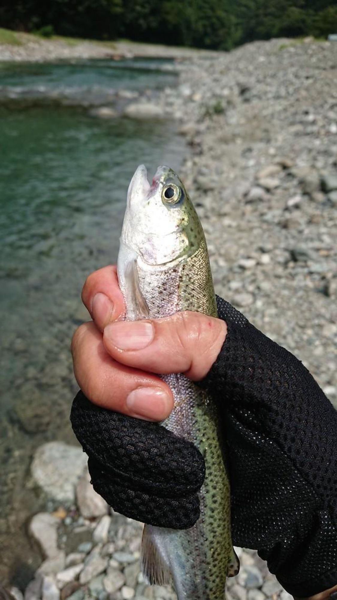 釣った魚はスモークにします 飴色に染まったニジマスは最高です Be Pal