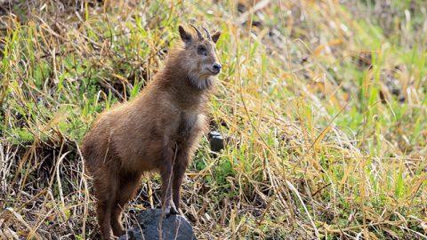 クマ出没には注意！夏の日本アルプス登山で出会えるかわいい動物たち