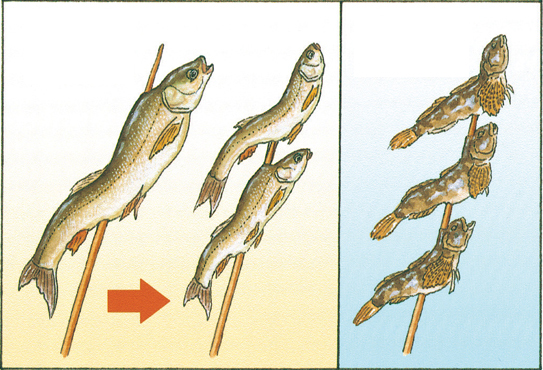 川魚の串打ち