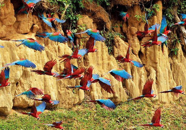 マヌー国立公園・タンボパタ自然保護区