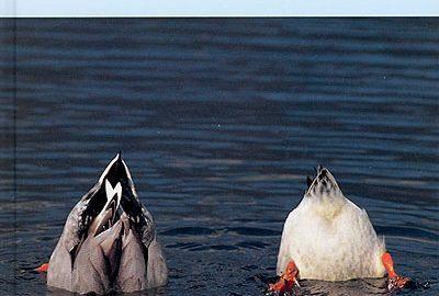 公園のカモは、水中でどんな姿をしてるのか？