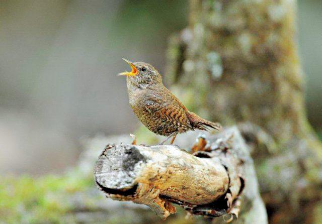バードウォッチングの基本とは？双眼鏡などの観察道具と森で見られる野鳥４種