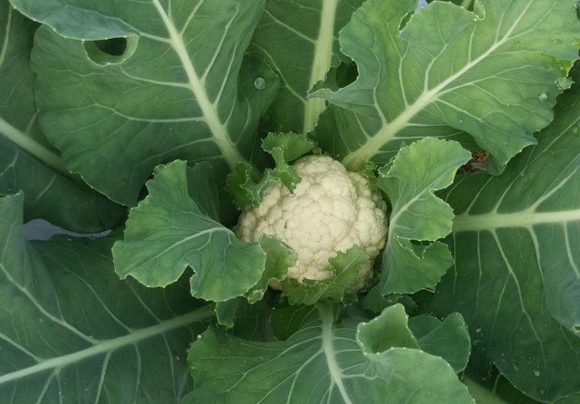 カリフラワー