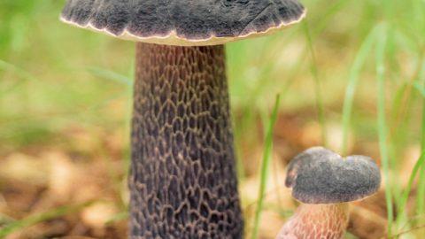 一度は食べてみたい！幻のキノコ料理【番外編：採り方】