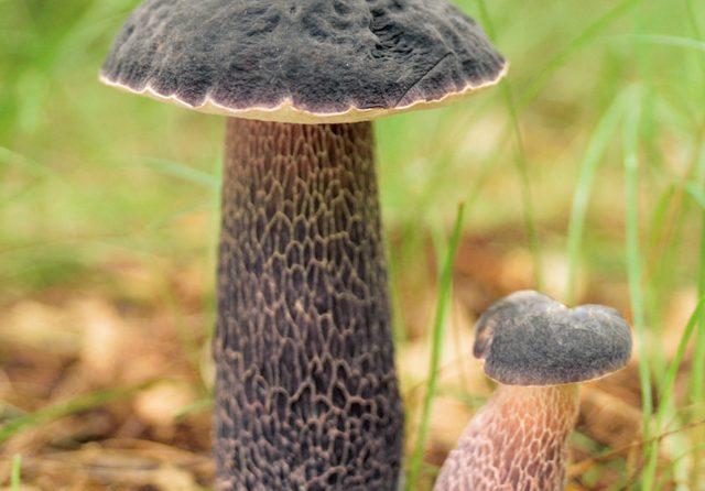 ムラサキヤマドリタケ