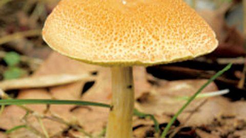一度は食べてみたい！幻のキノコ６【アンズの香りがするキノコ】