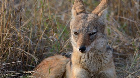 【南アフリカ探訪記】 サバンナを疾走するゲーム・ ドライブで出会った野生動物たち（前編）