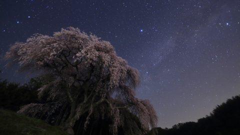 桜と星空観賞のススメ。～夜桜礼讃～【武井伸吾の星空写真館】