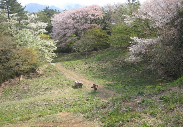 お花見ミニハイクに出かけませんか？