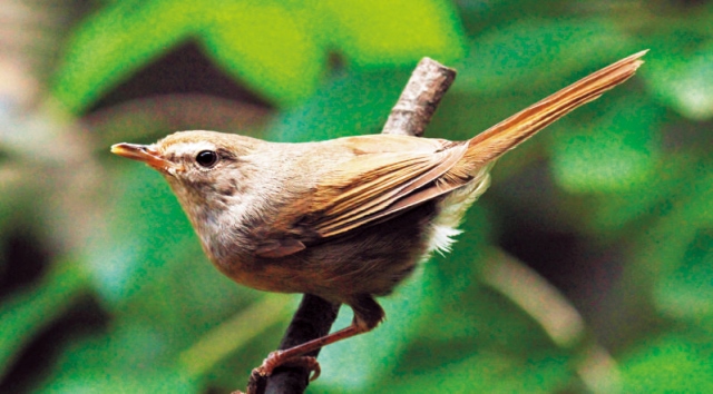 春のバードウォッチング入門 里山から低山で見られる野鳥15種 前編 Be Pal