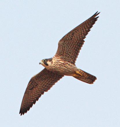 春のバードウォッチング入門　里山から低山で見られる野鳥15種【後編】