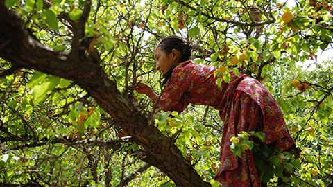 頼りは人力＆動物力?!　エコでのどかなラダックの農業スタイル