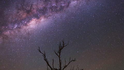 満天の星の下、お気に入りの樹々と過ごす時間。【武井伸吾の星空写真館】