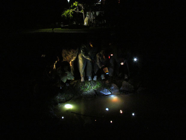 国頭村での夜の森を探索するナイトハイク。