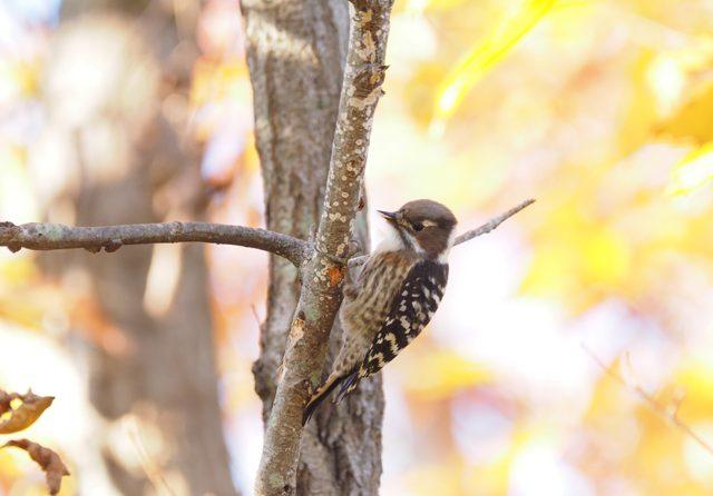 「日本野鳥の会」のことを知りたい！ 「探鳥会」に行ってみた！【前編】