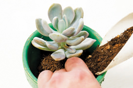 鉢の縁に苗を置き、土を足して固定する。奥に背の高いものを植えるといい。