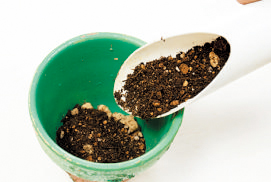 鉢の３分目まで草花用の培養土（３割小粒の赤玉土を混ぜる）を入れる。