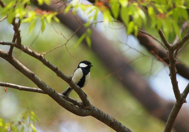 「日本野鳥の会」のことを知りたい！ 「探鳥会」行ってみた！（後編）