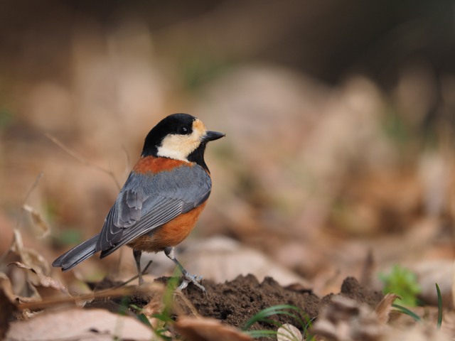 日本野鳥の会 のことを知りたい 探鳥会 行ってみた 後編 Be Pal