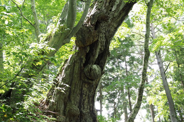 目通り5.8mの「乳房の木」。おっぱいも立派です。