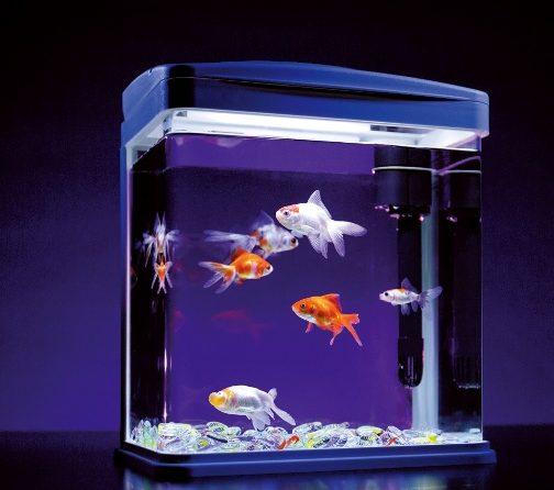 お手軽飼育から本格派まで！ ホーム・アクアリウム入門【後編】