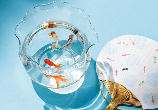 お手軽飼育から本格派まで！ ホーム・アクアリウム入門【前編】