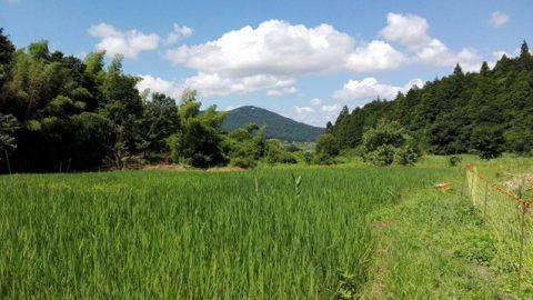 耕作放棄地を再生して米作り！ 暮らしの実験室「やつだ開拓団」