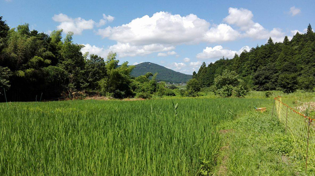 9月少しずつ穂が垂れてきて間もなく収穫。復活していく谷津田を眺めて「開拓団がどんどん面白くなってきた」と茨木さん。 