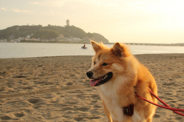 向こうに見える江ノ島と我が家の愛犬「福助」通称タヌ吉