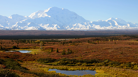 【アラスカ・デナリ国立公園の旅4】1年のうちに、ほんの2週間！ デナリのツンドラに訪れる一瞬の秋