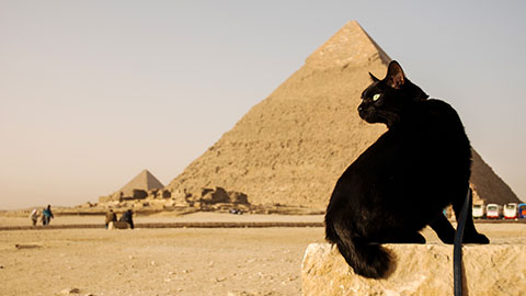 【世界を旅するネコ：前編】訪れた国、なんと37ヵ国！　猫と行く海外旅行の秘訣とは？