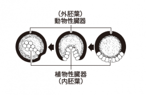 受精卵は植物極（植物性臓器にな る側）と動物極（動物性臓器にな る側）があり、最初の分化の際、 植物極が動物極の内側に入る。