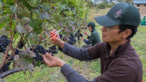 【移住＆ワイン作り】北海道・余市発。ワイナリーを始める若手ご夫婦、増えてます！