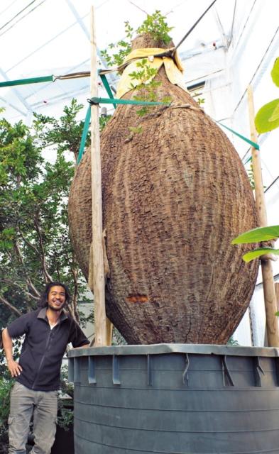 プラントハンター 西畠清順さんインタビュー 植物は生粋の旅人 遠くに行くことを考えているんです ナチュラルライフ Be Pal キャンプ アウトドア 自然派生活の情報源ビーパル Part 3