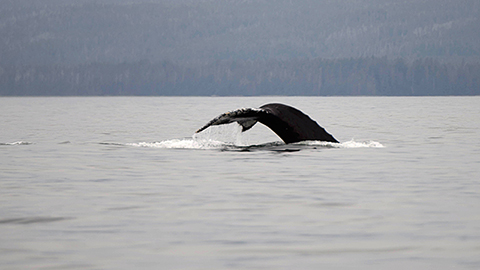 ザトウクジラ、ラッコ、パフィン…インサイドパッセージで出会った極海の動物たち
