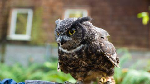 【PORTLAND取材こぼれネタ #5】野鳥たちの楽園「オーデュボン・ソサエティ」