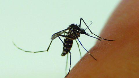 「アロマ虫除け」を手作りしてみないか？