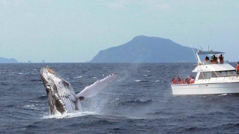 そうだ、沖縄県座間味村に「ザトウクジラウォッチング」に行こう！