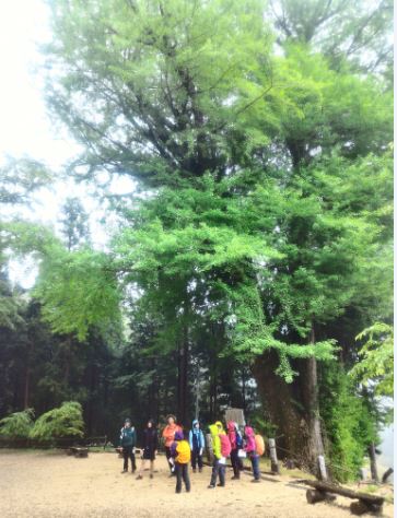 緑の葉におおわれた大木の下に集う色とりどりのレインウェアを着用した参加者たち