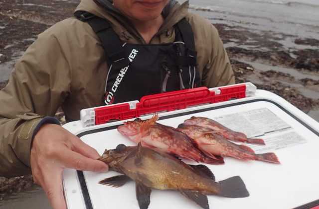 自分の釣った魚で晩酌 カサゴの美味しい食べ方は Be Pal