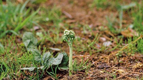 【山菜入門】山菜ビギナーも見つけやすい「ワラビ」の見分け方