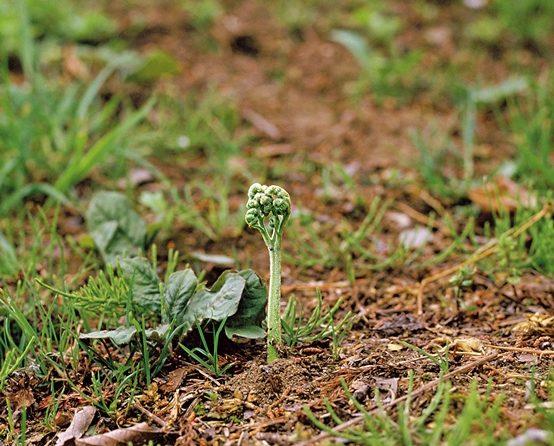 【山菜入門】山菜ビギナーも見つけやすい「ワラビ」の見分け方