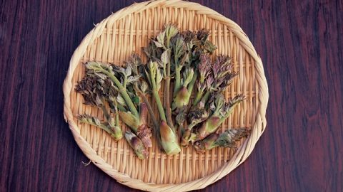 【山菜入門】アクが少なく調理もしやすい山菜の王様「タラノメ」