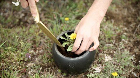 「ベランダ農園」のすすめ