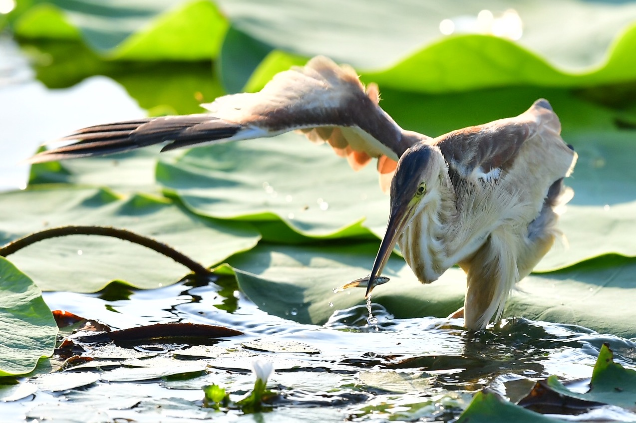 ミョウガの妖精 と呼ばれる渡り鳥 ヨシゴイを知っていますか Be Pal