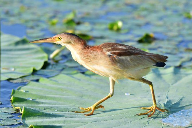 「ミョウガの妖精」と呼ばれる渡り鳥、ヨシゴイを知っていますか？