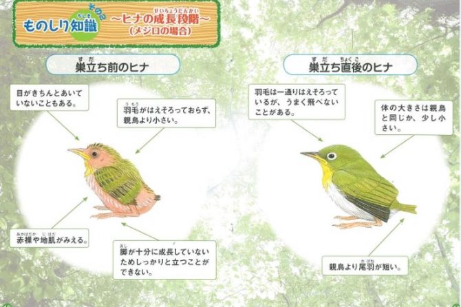 「日本野鳥の会」が野鳥のヒナとの関わり方がわかる小冊子を配布中