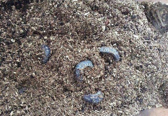ＢＥ－ＰＡＬいきもの部　カブトムシの幼虫がザクザク