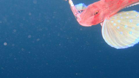 この美しい魚の正体は？