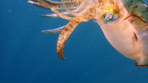 アオリイカの水中撮影に挑戦！